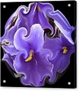 Purple Violets Ii Acrylic Print
