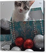 Purr-fect Christmas. Acrylic Print