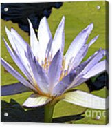 Queen Of The Pond Acrylic Print