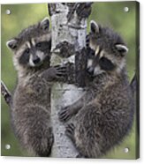 Raccoon Two Babies Climbing Tree North Acrylic Print