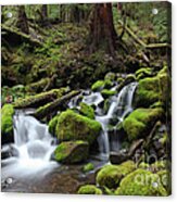 Rain Forest Waterfall Acrylic Print