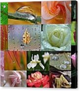 Raindrop Photography Artwork Acrylic Print