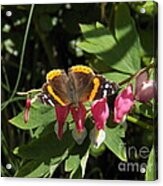 Red Admiral Butterfly And Bleeding Hearts Acrylic Print