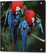 Red And Green Macaw Ara Chloroptera Acrylic Print