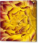 Red And Yellow Dahlia Macro Acrylic Print