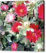 Red Asters Acrylic Print