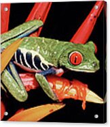 Red-eyed Tree Frog Agalychnis Acrylic Print