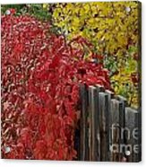 Red Fence Acrylic Print