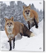 Red Fox Pair In Snow Fall Showing Acrylic Print