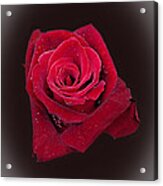 Red Rose Ii Acrylic Print