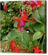 Red Torpedoes Acrylic Print