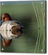 Redhead Duck Male With Reflection Acrylic Print