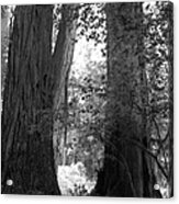 Redwood Pair Acrylic Print