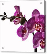 Regal Orchid Acrylic Print