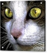 Reggie Eyes Acrylic Print