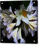 Rhododendron Acrylic Print