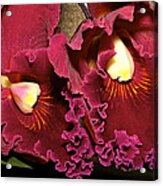 Rich Burgundy Orchids Acrylic Print
