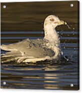 Ring Billed Gull  In Breeding Plumage Acrylic Print
