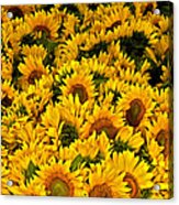 Riotous Sunflowers Acrylic Print