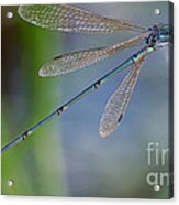 Riverjack Damselfly Acrylic Print