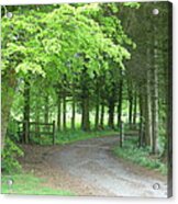 Road Into The Woods Acrylic Print