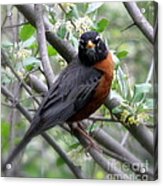 Robin In The Morning Acrylic Print