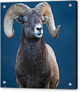 Rocky Mountain Big Horn Acrylic Print