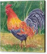 Rooster Acrylic Print