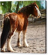 Rooster The Clydesdale  2 Acrylic Print