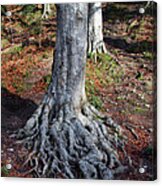 Rooted To The Spot Acrylic Print