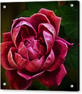 Rosy Pink Acrylic Print