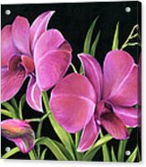 Royal Pink Orchids Acrylic Print