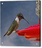 Ruby-throated Hummingbird Acrylic Print