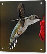 Ruby Throated Hummingbird Acrylic Print