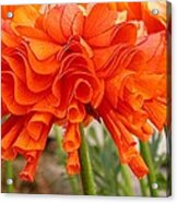 Ruffled Ranunculus Acrylic Print