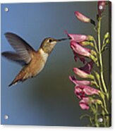 Rufous Hummingbird Feeding On Flowers Acrylic Print