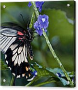 Rumanzovia Swallowtail-papilio Rumanzovia Female Acrylic Print