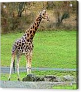Safari Giraffe Acrylic Print