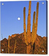 Saguaro Carnegiea Gigantea Cactus Acrylic Print