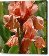 Salmon Iris Acrylic Print