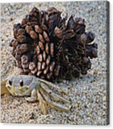 Sand Crab Acrylic Print