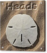 Sand Dollar Heads Acrylic Print