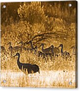 Sandhill Cranes Wading Bosque Del Acrylic Print