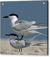 Sandwich Tern Couple Courting North Acrylic Print