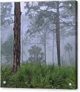 Saw Palmetto And Pine In Fog Acrylic Print