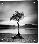 Scotland Milarrochy Tree Acrylic Print