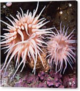 Sea Anemones In  Admiralty Inlet Acrylic Print