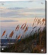 Sea Oats Blowing In The Wind Acrylic Print