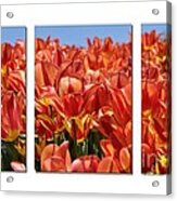 Sea Of Tulips Acrylic Print