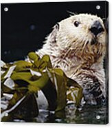 Sea Otter Enhydra Lutris Portrait Acrylic Print
